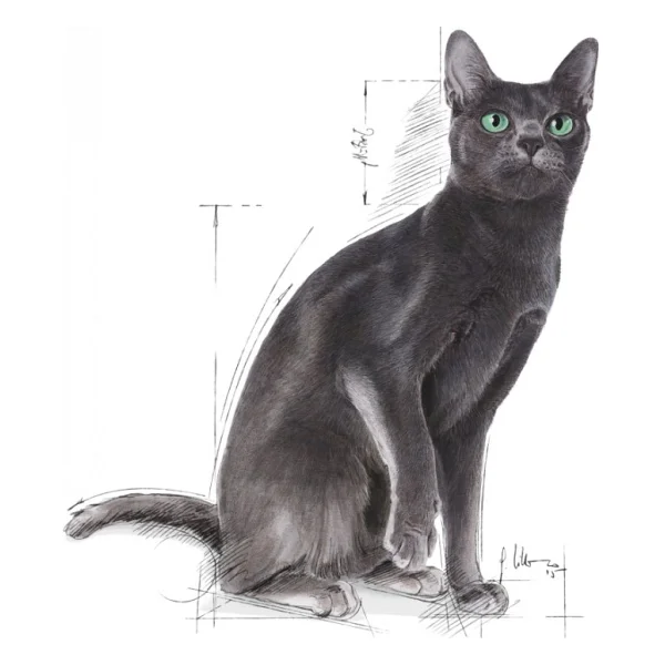 Royal Canin Sterilised 4 Kg Kısırlaştırılmış Yetişkin Kedi Maması - Görsel 3