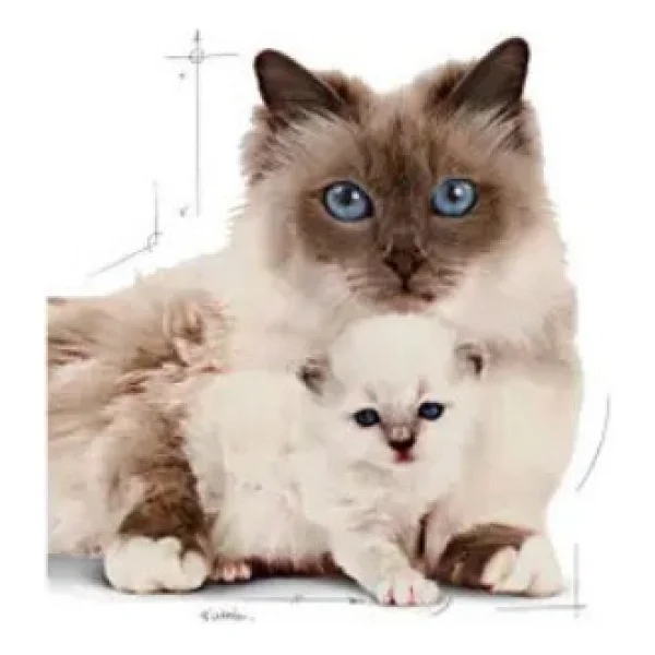 Royal Canin Mother & Babycat 400 Gr Yavru Kedi Maması - Görsel 8