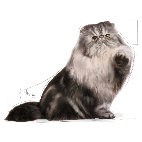 Royal Canin Persian İran Kedilerine Özel 400 gr Yetişkin Kedi Maması - Görsel 3