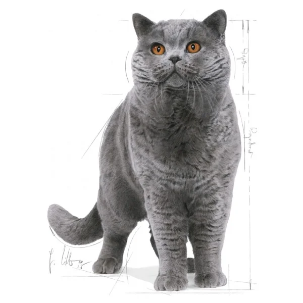 Royal Canin British Shorthair 400 Gr Yetişkin Kedi Maması - Görsel 10