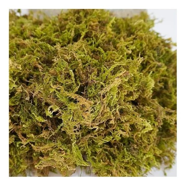 Bitkicim Canlı Sphagnum Peat Moss 1lt. Orkide Toprağı (Spagnum Yosunu) 1.Kalite Yesil - Görsel 2