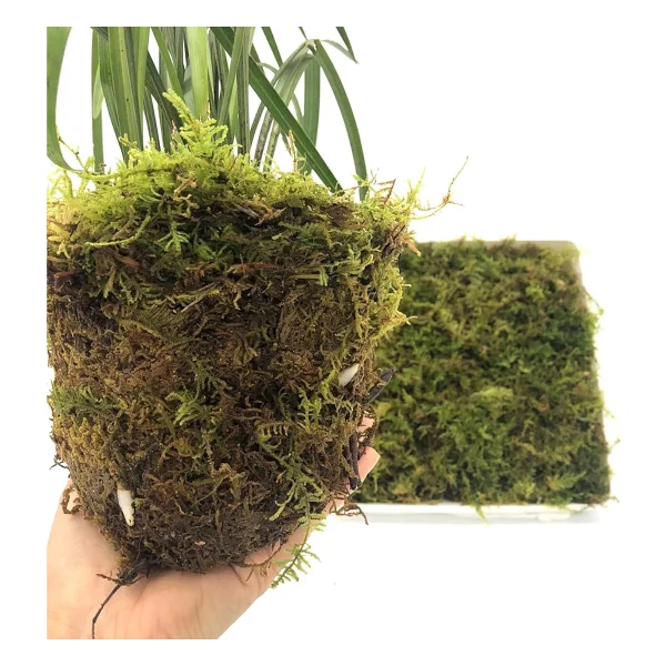 Bitkicim Canlı Sphagnum Peat Moss 1lt. Orkide Toprağı (Spagnum Yosunu) 1.Kalite Yesil - Görsel 3