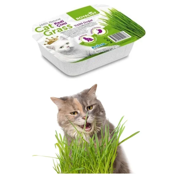 Royalist Natural Kedi Çimi - Görsel 2