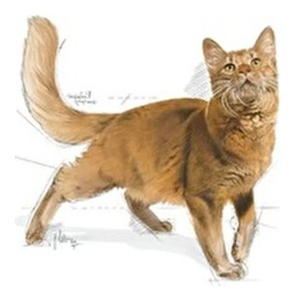 Royal Canin Fit 32 10 Kg Yetişkin Kedi Maması - Görsel 3