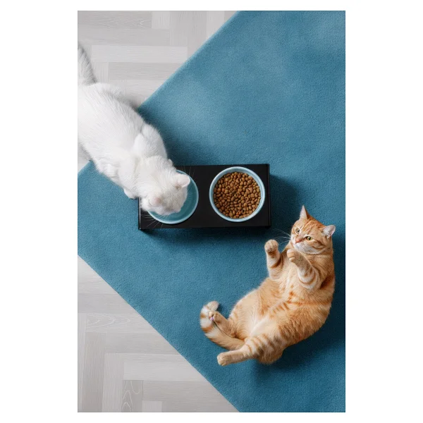 Gobypet 2'li Siyah Pleksi Kedi Ve Köpek Seramik Mama & Su Kabı Paspas Hediye - Görsel 7
