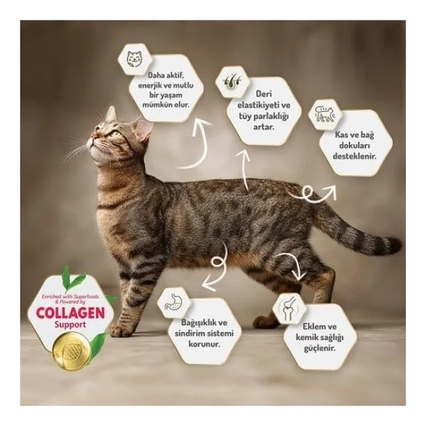 Felicia Somonlu 5 Kg Kısırlaştırılmış Yetişkin Kedi Maması - Görsel 3