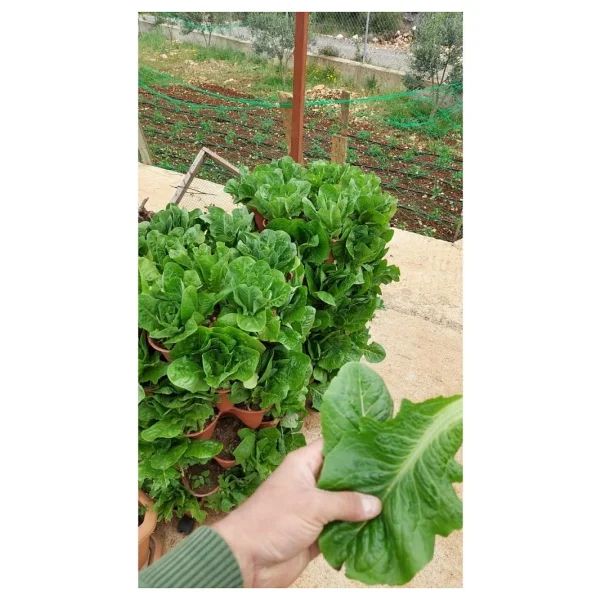 Bahçe Kulesi Yediveren - Evde Tarım Katlı Saksı - Kahverengi - Görsel 6