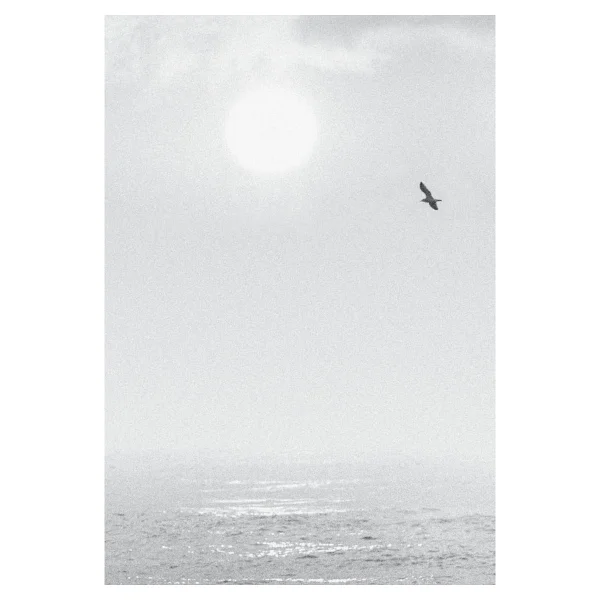 Martı Jonathan Livingston - Richard Bach - Görsel 2