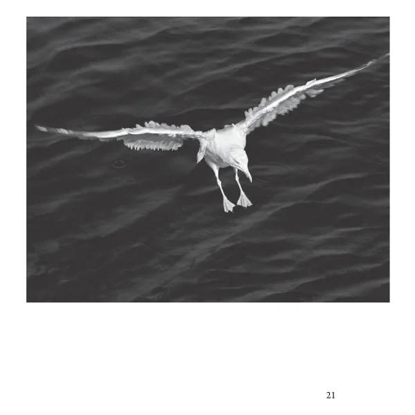 Martı Jonathan Livingston - Richard Bach - Görsel 7