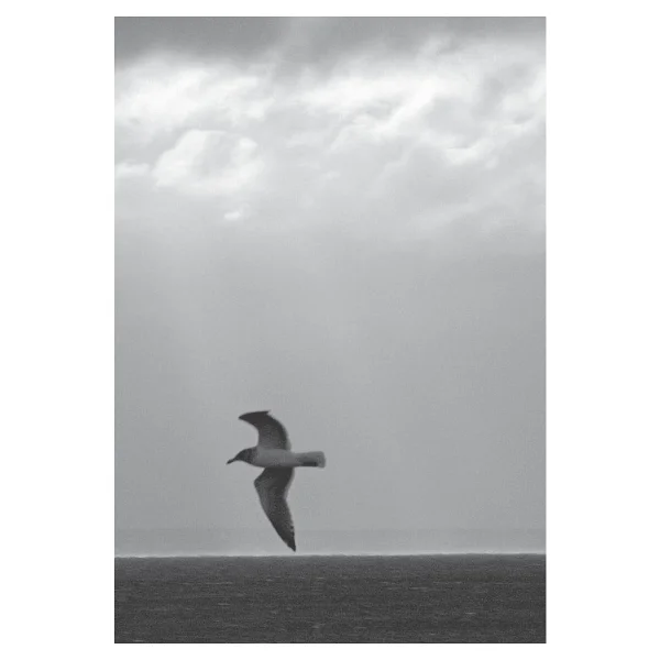 Martı Jonathan Livingston - Richard Bach - Görsel 9