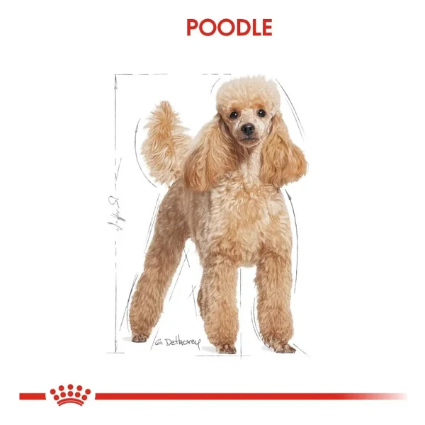 Royal Canin Poodle 3 Kg Yetişkin Köpek Maması - Görsel 8