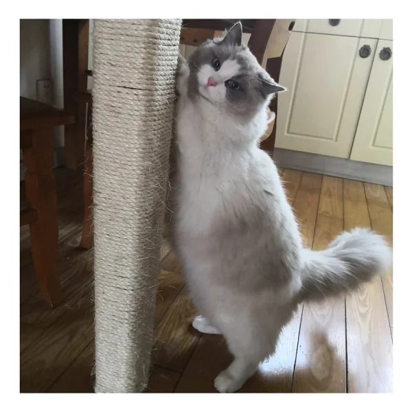 Alfa Tasarım Kedi Tırmalama Ipi Sisal Halat 6 Mm X 10 M - Görsel 3