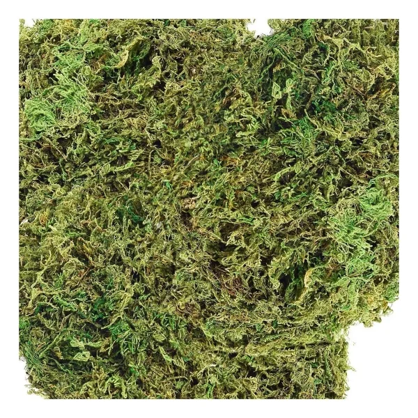 Bitkicim Canlı Sphagnum Peat Moss 1lt. Orkide Toprağı (Spagnum Yosunu) 1.Kalite Yesil - Görsel 5