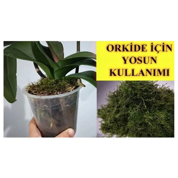 Bitkicim Canlı Sphagnum Peat Moss 1lt. Orkide Toprağı (Spagnum Yosunu) 1.Kalite Yesil - Görsel 6