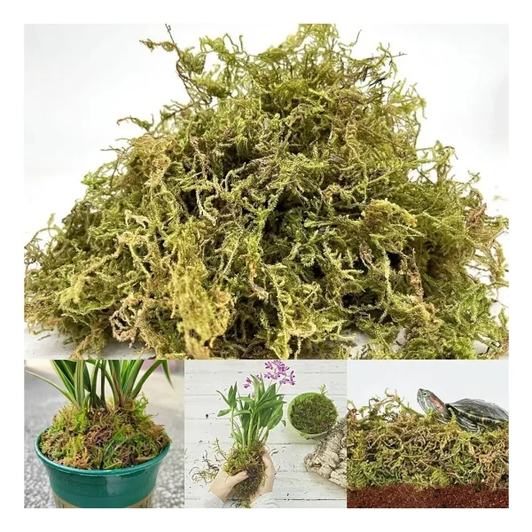 Bitkicim Canlı Sphagnum Peat Moss 1lt. Orkide Toprağı (Spagnum Yosunu) 1.Kalite Yesil - Görsel 9