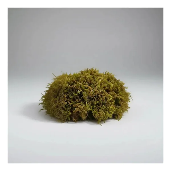Bitkicim Canlı Sphagnum Peat Moss 1lt. Orkide Toprağı (Spagnum Yosunu) 1.Kalite Yesil - Görsel 10