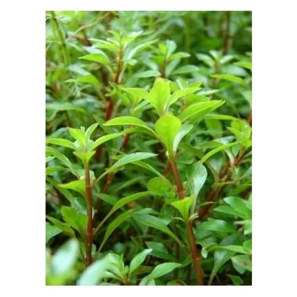 Ludwigia Green 5 Dal Kusursuz Form Akvaryum Bitkisi Canlı Bitki - Görsel 2