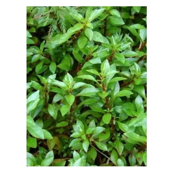Ludwigia Green 5 Dal Kusursuz Form Akvaryum Bitkisi Canlı Bitki - Görsel 3