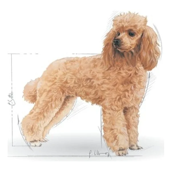Royal Canin Poodle 3 Kg Yetişkin Köpek Maması - Görsel 3