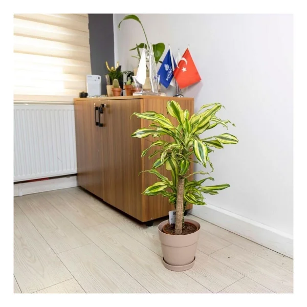Poliwork Manolya 20 Cm Saksı - Görsel 2
