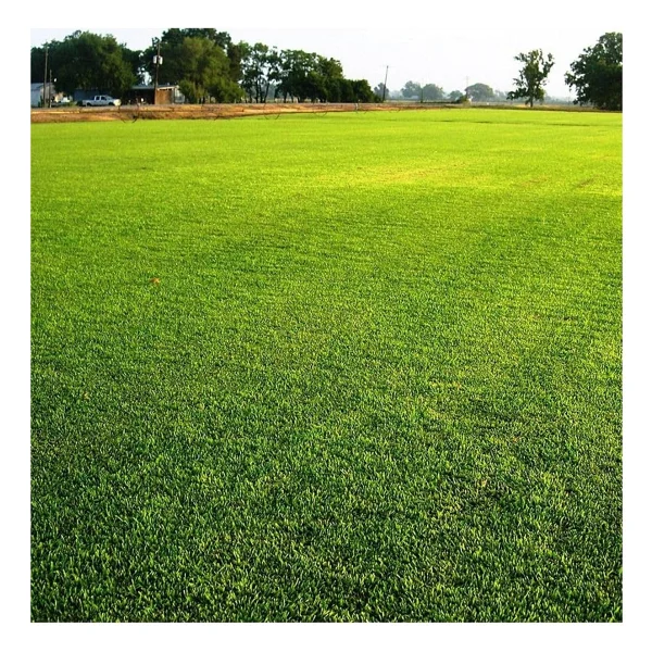 6'lı Karışım İthal Çim Tohumu - Grass Mıxture - 6'lı Mix - 10 Kg - Görsel 3