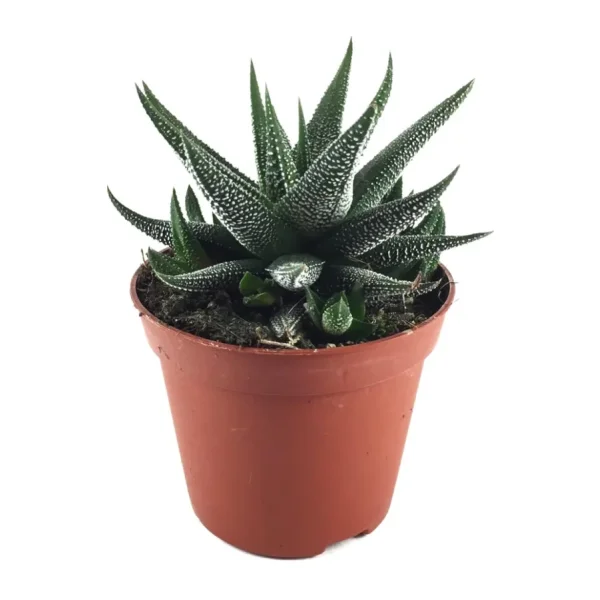 Haworthia Fasciata 'Concolor' (Sukulent)