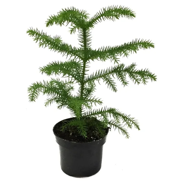 Araucaria Heterophylla (Salon Çamı)
