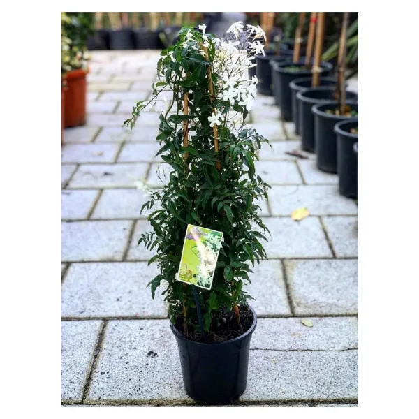 serada decor & plant Ada Yasemini, Harika Koku 50-70Cm Yeni Ürün Kampanyalı Fiyat