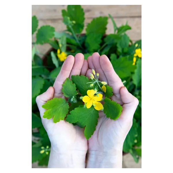 Gardina Kırlangıç Otu Fidesi (chelidonium Majus)