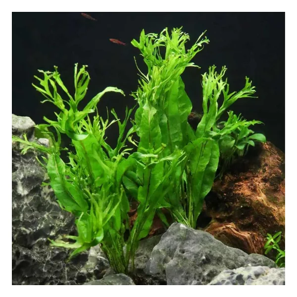 Özel Tür İthal Windelov Java Fern 1 Kök Kolay ve İhtişamlı Akvaryum Bitkisi Canlı Akvaryum Bitkileri