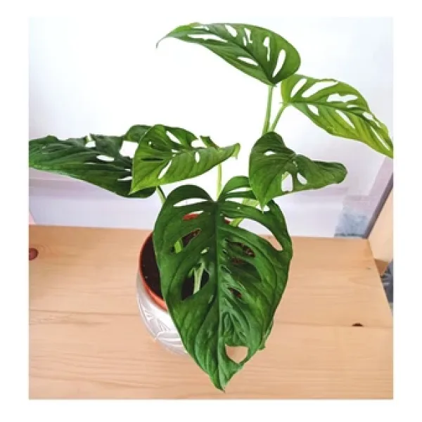 Monstera Adansonii Monkey