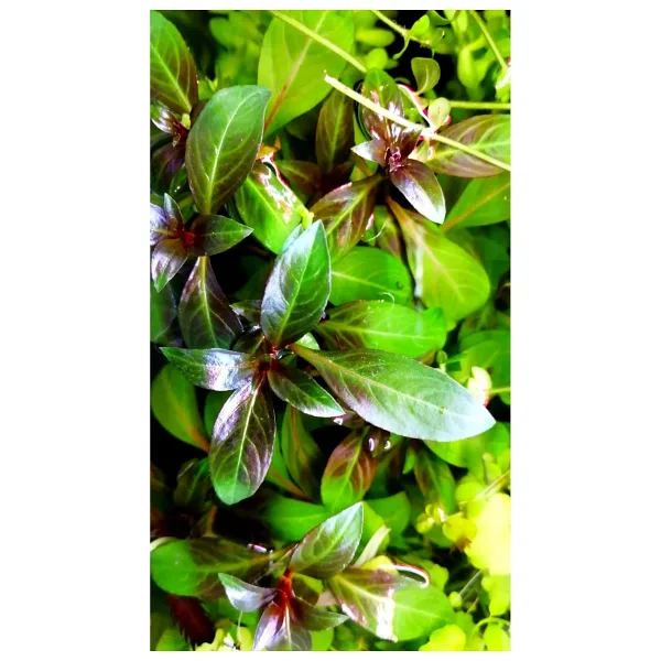 WOOF Ludwigia Grandulosa Akvaryum Bitkisi Canlı Bitki 5 Dal