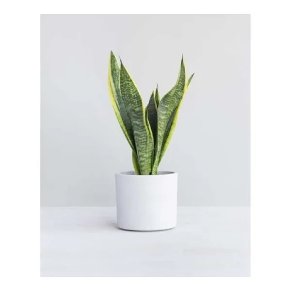 Seramik Saksılı Paşa Kılıcı Sansevieria