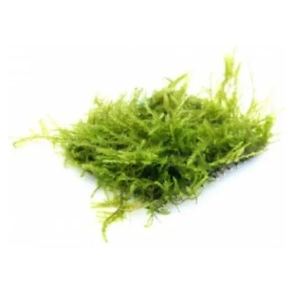 BIO AQUATIC Java Moss 5x5 Cm Akvaryum Zemin Ve Dekor Süsleme Bitkisi.