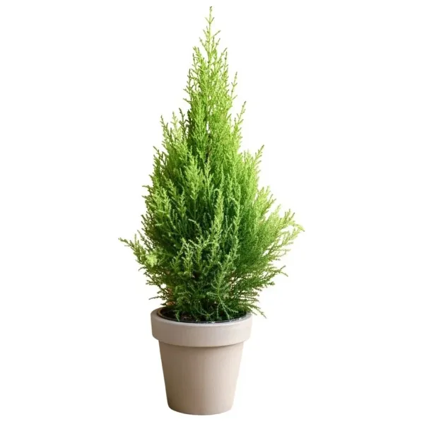 Fidanburada Limon Servi (Cupressus Macrocarpa Goldcrest) 6'lı Set