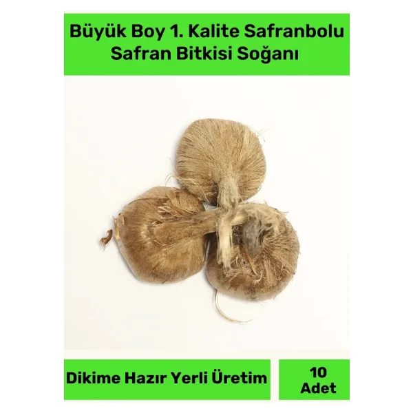 Premium Dikime Hazır Yerli Üretim Büyük Boy 1. Kalite Safranbolu Safran Bitkisi Soğanı