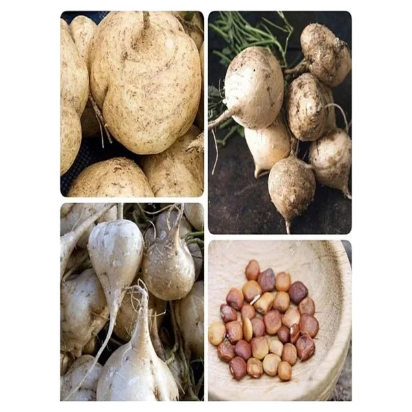 Tohhum Tatlı Patates Tohumu