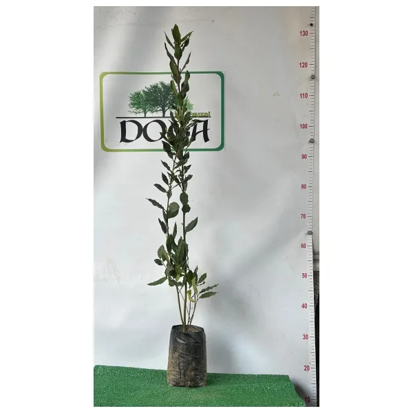 AFYONDOĞAPEYZAJ YOĞUN KOKULU DEFNE ÇALISI 40-60 CM