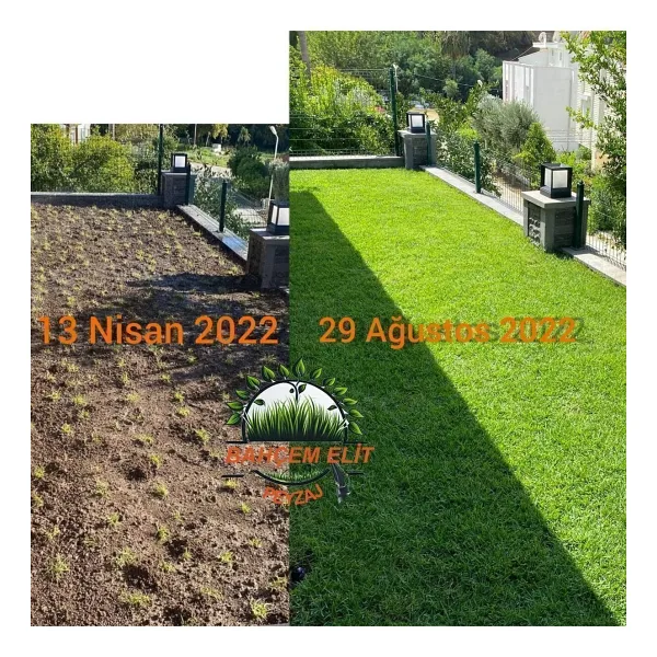 FİDE Zoysia Japonica Çim Fidesi 26.5 M2 Için 420 Adet (5 viol) 84'lük viollerde