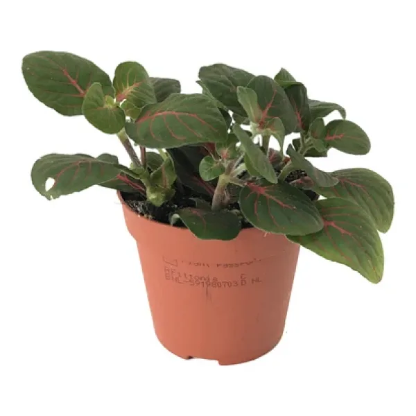 Fittonia - Kırmızı Yeşil (Fitonya Çiçeği)