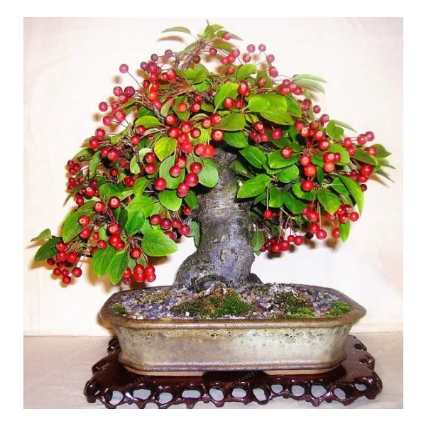 Bodur Bonsai Kiraz Ağacı Tohumu Tohumu 5 Tohum +Saksı+Toprak+Hedi