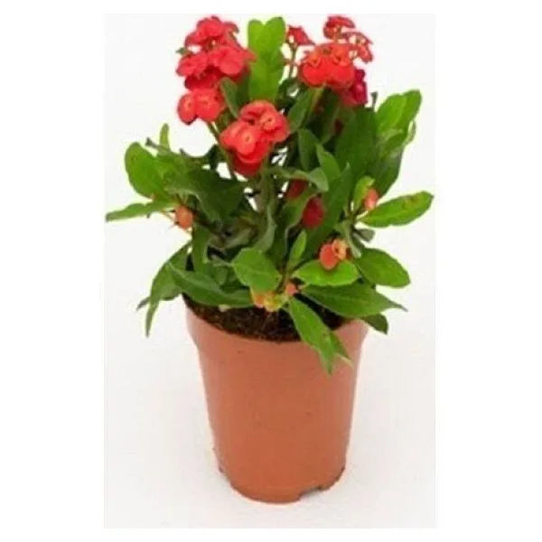 İTHAL Orijinal KIRMIZI Euphorbia Milli / Dikenler Tacı Küçük Saksıda