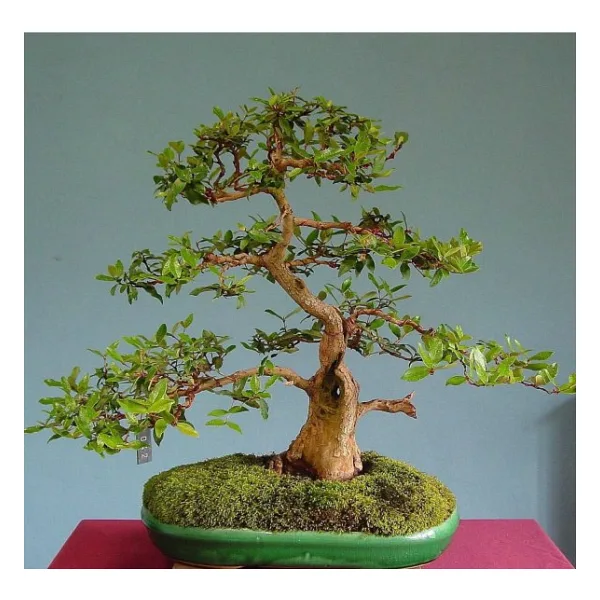 Bodur Bonsai Hambeles Ağacı Tohumu 5 Tohum +Saksı+Toprak+Hediye T