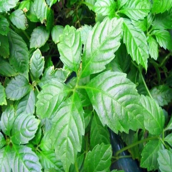 E-fidancım Gynostemma Pentephyllum Beş Yapraklı Jiaogulan Ginseng Fidesi (3 Adet)