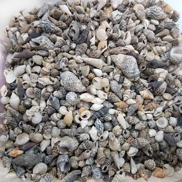 Karışık Minik Kiloluk Deniz Kabuğu Şişe İçi İçin 250 Gr