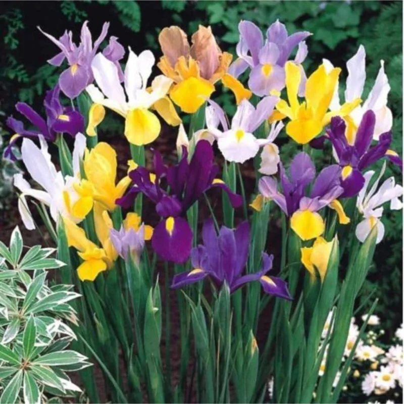 Karışık Renkli Iris Mix (süsen) Soğanı 10 Adet Ücretsiz Kargo