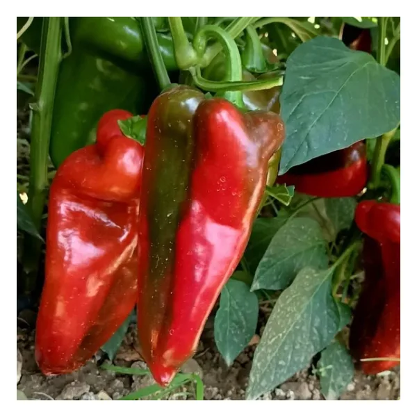 5 Adet Slonovo Uvo Fil Kulağı Kapya Biber Fidesi
