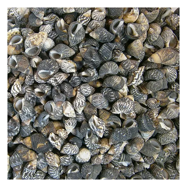 Nassarius Gaudiosus Kiloluk Deniz Kabuğu (1 KG)