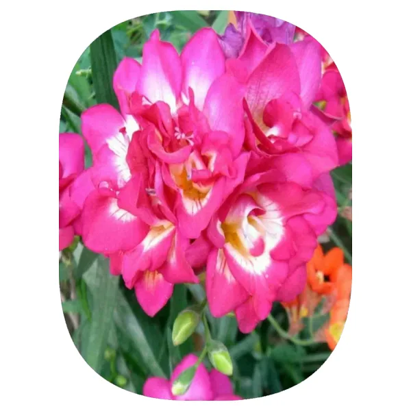 10 Adet Pembe Frezya Soğanı Katmerli