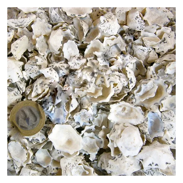 Star Limpet Kiloluk Deniz Kabuğu (1 Kg)